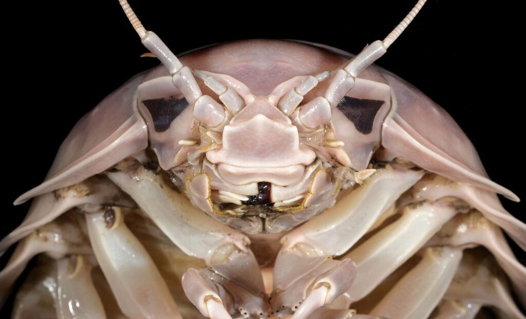 Beyoncé Show Turns Dangerous As Bug Scare Triggers Stampede Beyoncé Show Turns Dangerous As Bug Scare Triggers Stampede