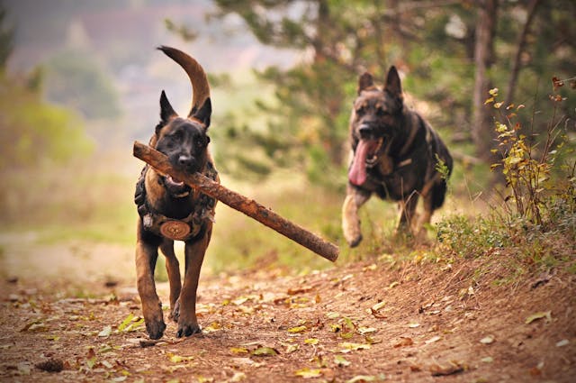 Former NFL Player, LeShon Johnson, Convicted Of Dog-Fighting Charges –