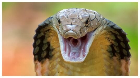 Tragedy Strikes: German Tourist Dies from Cobra Bite at Egyptian Resort Snake Show
