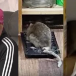 ‘So Disgusted’: Over K in Donations Pour in for 71-Year-Old Cancer Survivor Facing a Rat Infestation