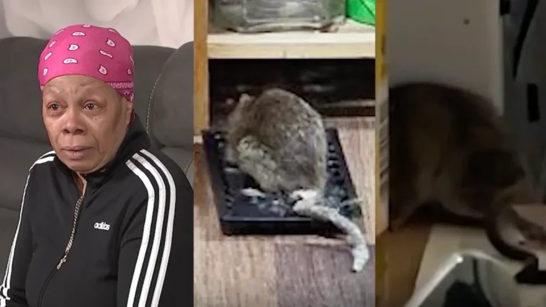 ‘So Disgusted’: Over K in Donations Pour in for 71-Year-Old Cancer Survivor Facing a Rat Infestation