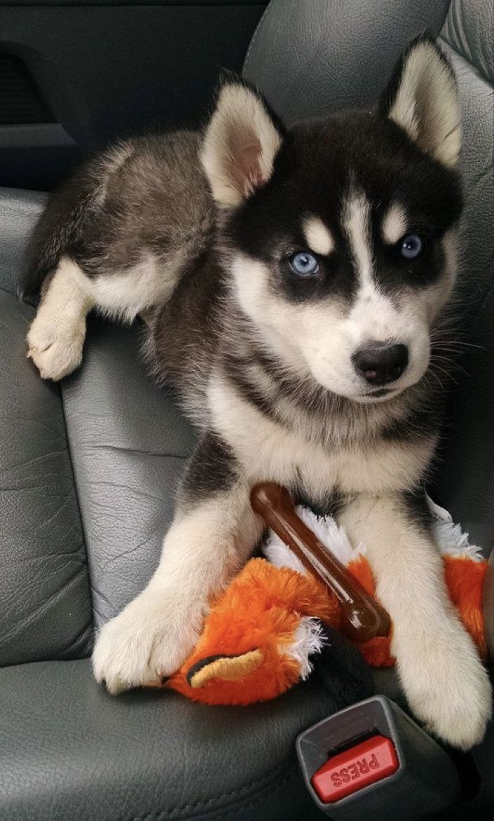 From Stardom to Strife: The Shocking Case of Gabrielle Carrington and Klaudia Glam