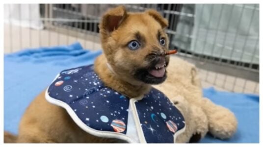 The Heartbreaking Journey of Puppy Peanut: A Fight for Survival at Pasadena Humane