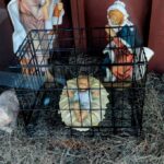 Boston Area Catholic Church Displays Anti-ICE Nativity Scene