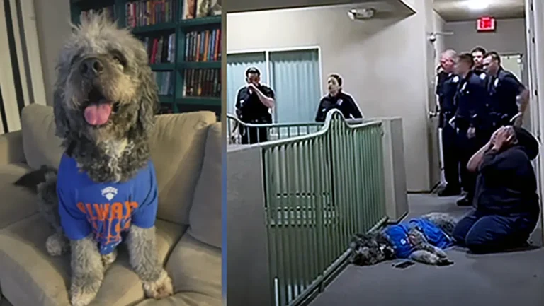 ‘Oh, My God! Oh, My God!’: LAPD Kills Black Woman’s Dog After Neighbor Calls 911 as Research Reveals a Disturbing Pattern That’s Hard to Ignore ‘Oh, My God! Oh, My God!’: LAPD Kills Black Woman’s Dog After Neighbor Calls 911 as Research Reveals a Disturbing Pattern That’s Hard to Ignore