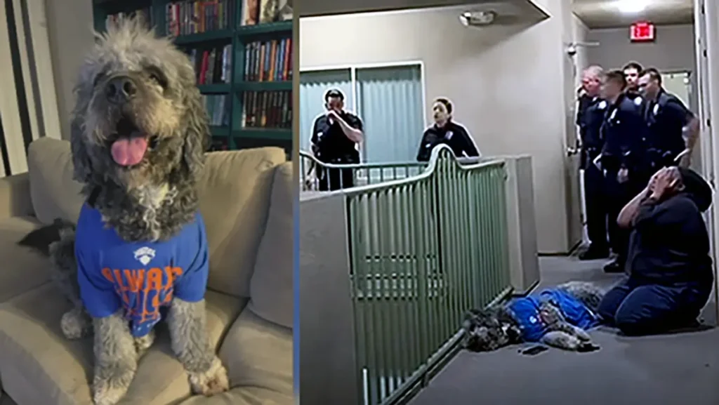‘Oh, My God! Oh, My God!’: LAPD Kills Black Woman’s Dog After Neighbor Calls 911 as Research Reveals a Disturbing Pattern That’s Hard to Ignore ‘Oh, My God! Oh, My God!’: LAPD Kills Black Woman’s Dog After Neighbor Calls 911 as Research Reveals a Disturbing Pattern That’s Hard to Ignore