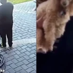 White Woman with Stun Gun Demands That African-American Family Submit to Her and ‘Stop Acting Black’